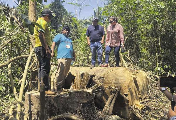 Denuncian tala ilegal de árboles  en área boscosa de Tumichucua