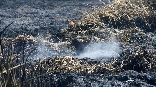 Ejecutan plan de rescate  de aves en laguna Alalay