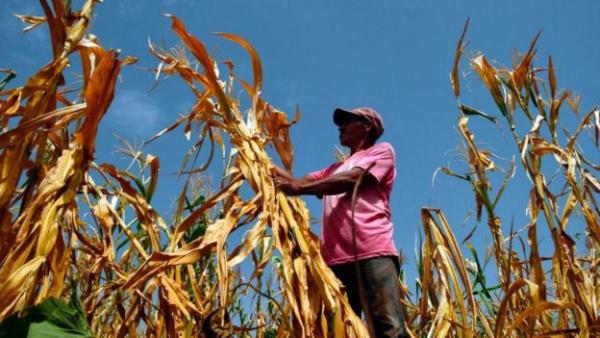 Cinco maneras explican cómo  cambio climático afecta tu economía