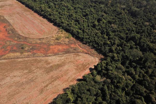 Aumenta deforestación  en Amazonía brasileña