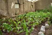 Combinación de agricultura moderna  con ancestral sólo quedó en discurso