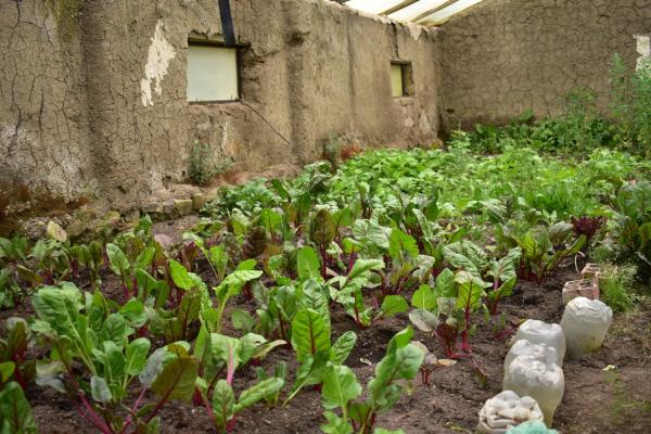 Combinación de agricultura moderna  con ancestral sólo quedó en discurso