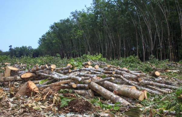 Amazonía registra nuevo  récord de deforestación