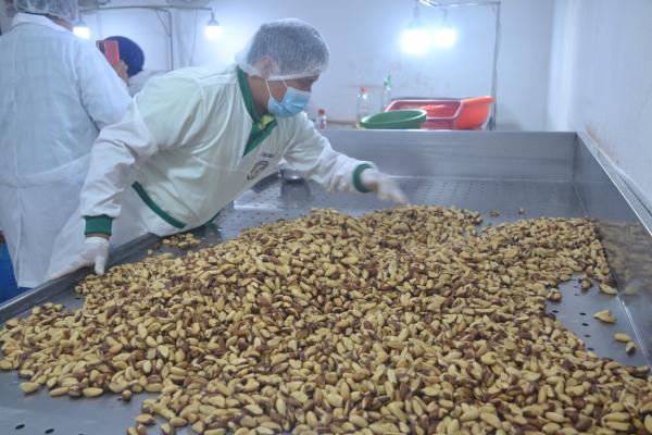 Productores de castaña en busca de la certificación internacional