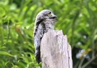 Aves amazónicas rehabilitadas  regresan a su hábitat natural