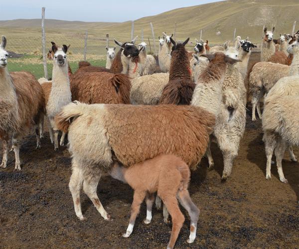 Comunarios de cuatro distritos  rurales preocupados por lluvias