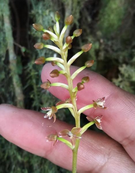 Hallan en el país nuevas especies de orquídeas