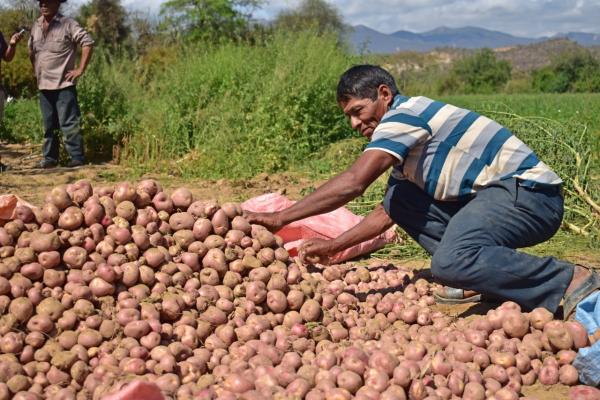 Reactivan producción  de tubérculos en Bolivia