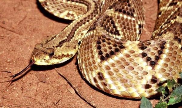 Fallece un hombre por  mordida de serpiente