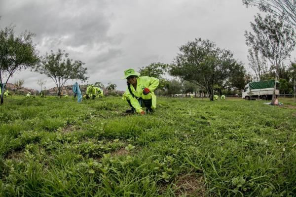 Alcaldía intensifica trabajos  de limpieza en laguna Alalay