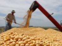 Crecimiento de producción de soya en EEUU afectará a Argentina