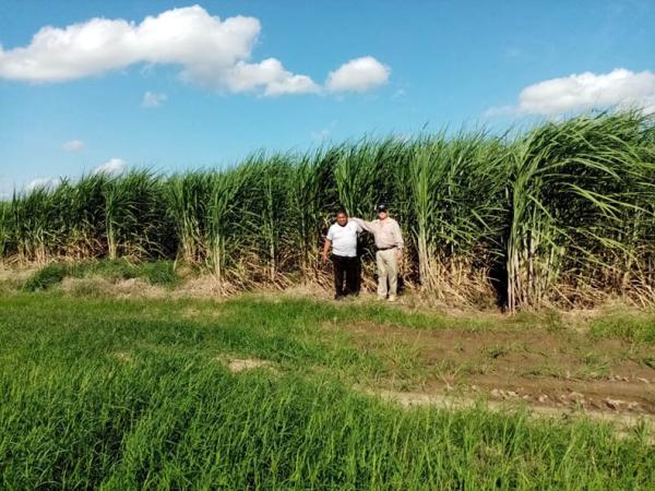 Cañeros  del Beni exigen  pago para salvar producción