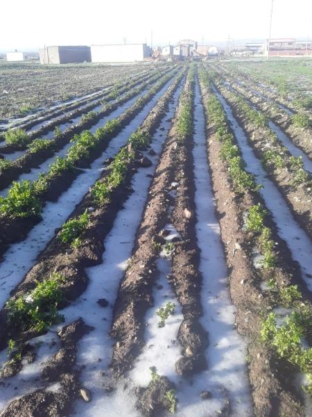 Fuerte granizada afectó  sembradíos en Distrito 9