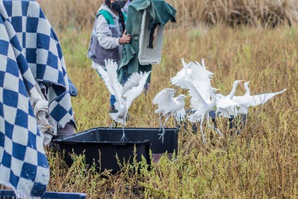 Liberan 12 garzas recuperadas luego de incendio en laguna Alalay