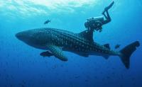 Triste revelación detrás de rastreadores  satelitales de tiburones ballenas en Ecuador