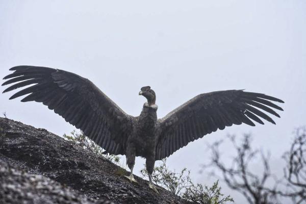 Liberan un cóndor tras  meses de recuperación