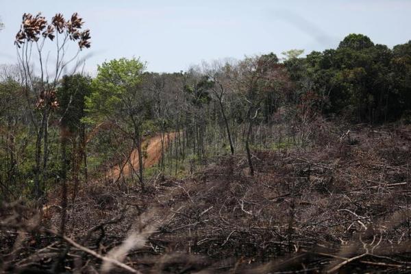 Alerta ante deforestación  por incendios en Amazonia