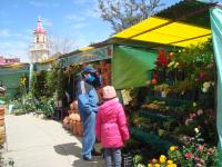 Empieza Expoferia de plantas medicinales