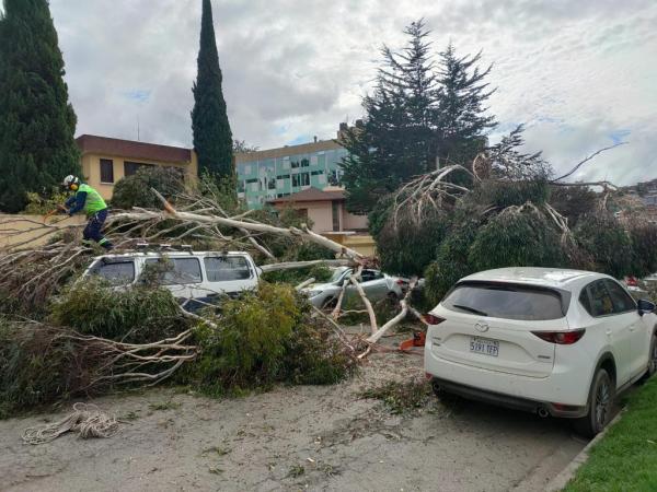 Árbol caído en Costanerita causa daños y perjuicios a ciudadanos