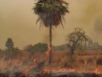 Fuego forestal afecta a la provincia Corrientes