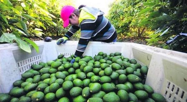 Incrementarán producción de palta en seis municipios de Santa Cruz