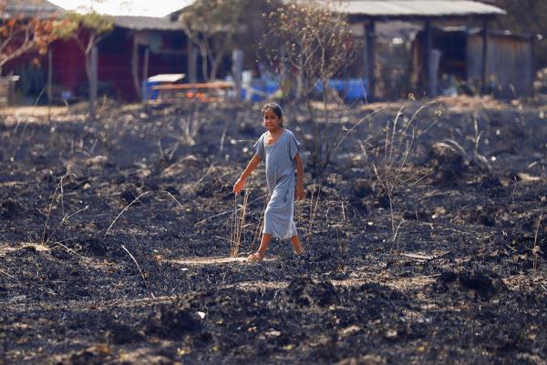 Animales huyen de incendios  en provincia Corrientes