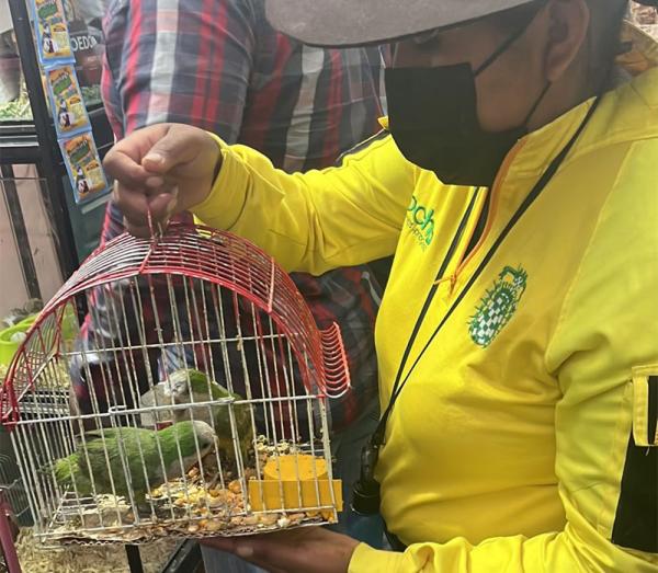 Decomisan 14 animales que estaban  a la venta en mercado La Pampa