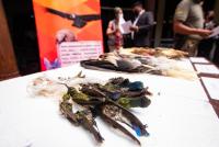 Decomisan aves, plumas y restos de animales silvestres en mercado