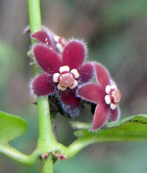 Bolivia alcanza registro virtual de  15.000 especies nativas de plantas