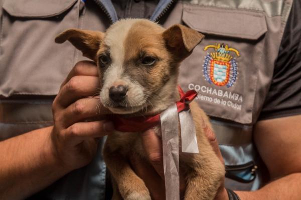 Campaña de vacunación antirrábica en el Día del Peatón y del Ciclista