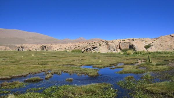 Silala: ¿bofedales o río internacional?