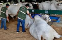 Control sanitario en animales de la Feria Agropecruz 2022