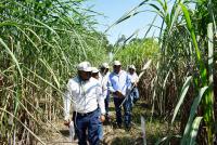 Gobierno y productores cañeros  acuerdan conformar comité