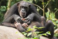 Chimpancés reconocen  calaveras de especie