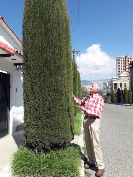 La Paz acoge árboles   de tradición religiosa