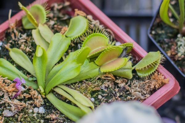 Expoferia de plantas exóticas se realizará en Jardín Botánico