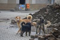 Trabajan en ley para tenencia de mascotas