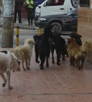 Cuestionan que “echen a la calle” a canes que esteriliza campaña