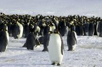 Pingüino emperador está  en serio riesgo de extinción