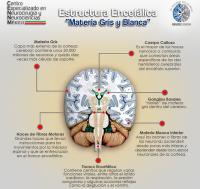 Explican significado de materia blanca  que compone la mitad del cerebro