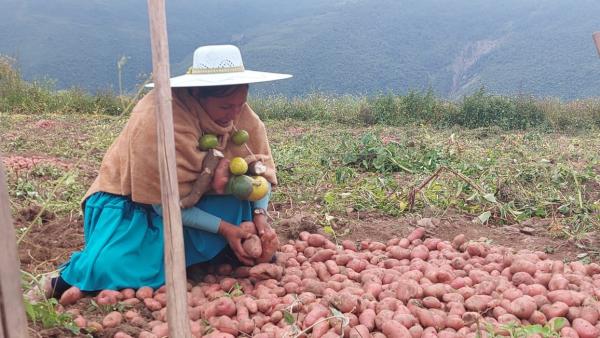 Promueven reactivación en producción de papa