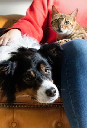 Feria de Adopción  Responsable de  gatos y perros