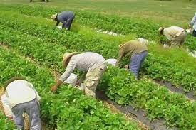 Anuncian recursos para el agro y Antezana indica que está en crisis