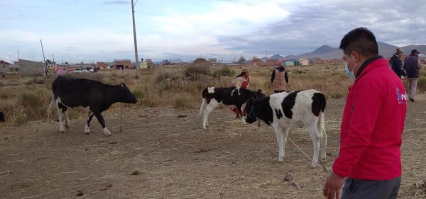 Campaña de desparasitación  del ganado en Pomamaya Alta