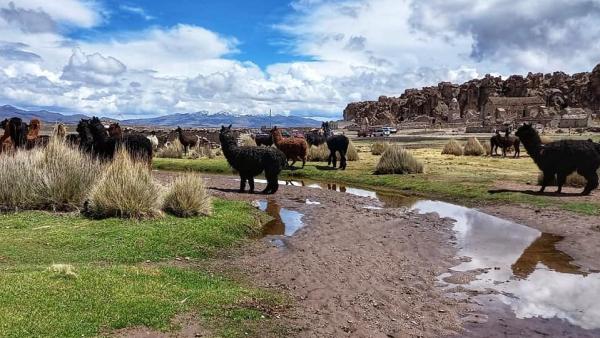 Inyectarán $us 60 millones  para el sector camélido