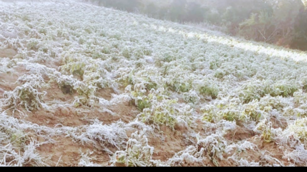 Se pierden 2.893 hectáreas  de cultivos en valles cruceños