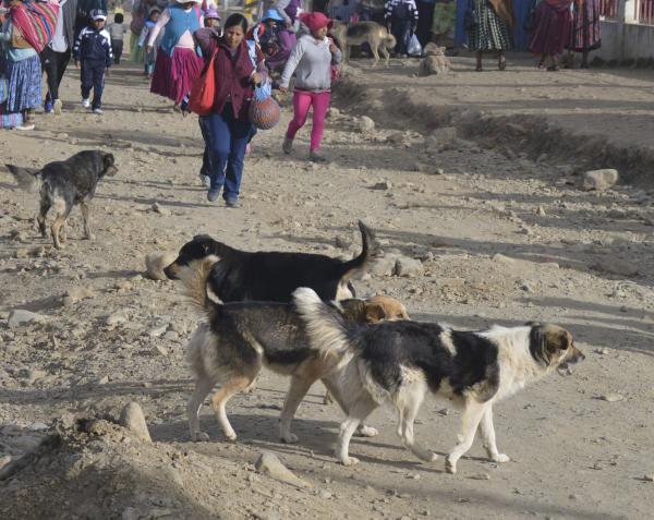 Una persona muere tras ser mordida por un can