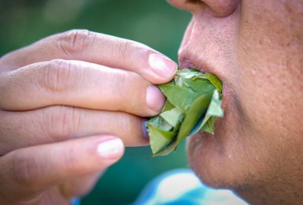 Coca machucada es otra forma de acullico