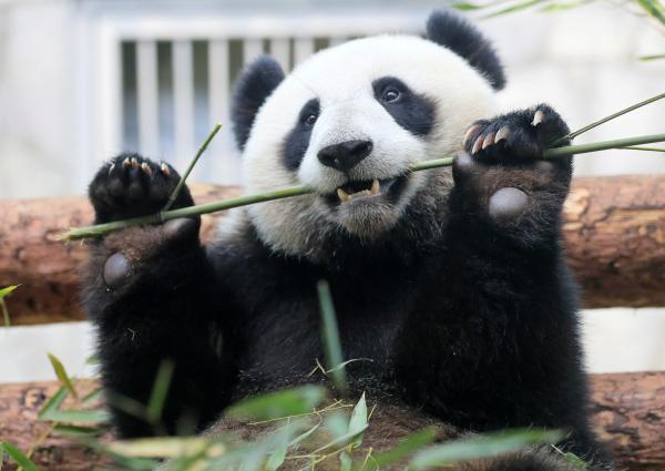 Pandas tuvieron pulgares  falsos por millones de años