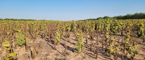 Sequía y heladas bajan  producción de granos